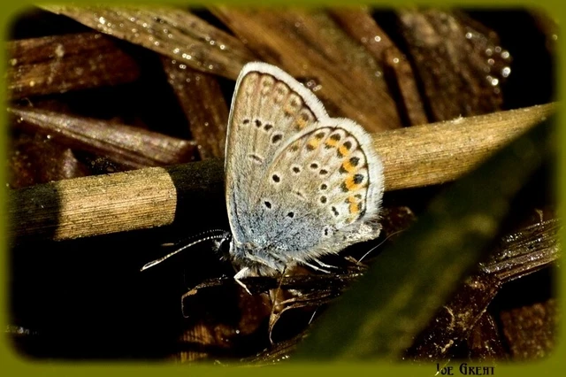Plebejus argus - ezüstös boglárka