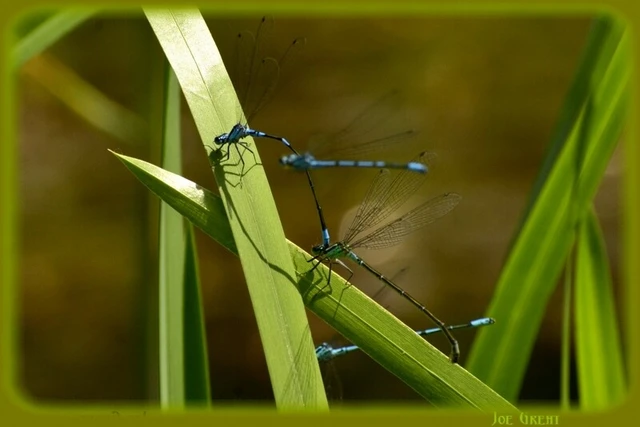 Coenagrion puella - azúrkék légivadász