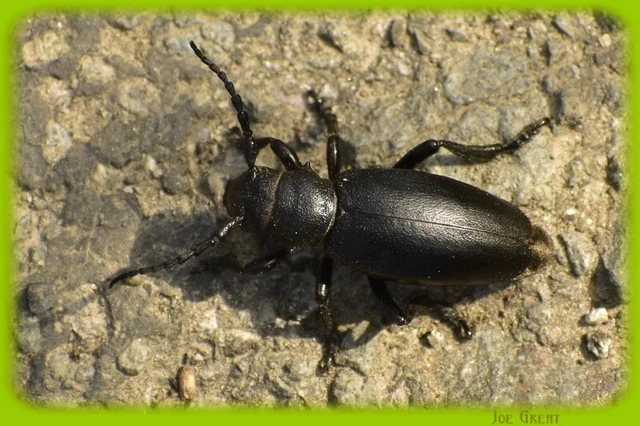 Dorcadion aethiops - fekete gyalogcincér Dorcadion aethiops - fekete gyalogcincér
