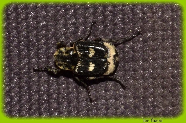 Valgus hemipterus - suta virágbogár