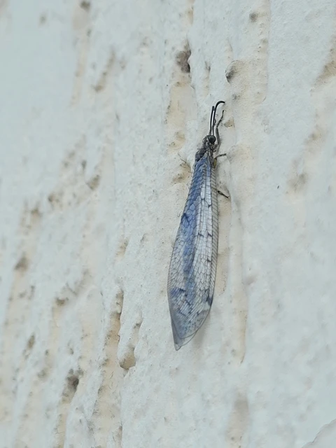 Distoleon tetragrammicus - négyfoltos hangyaleső