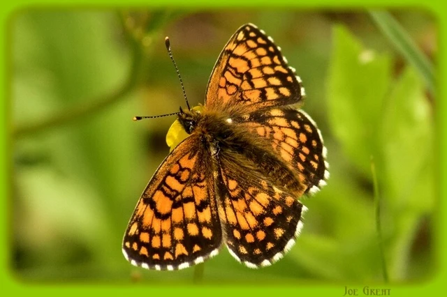 Melitaea athalia - közönséges tarkalepke