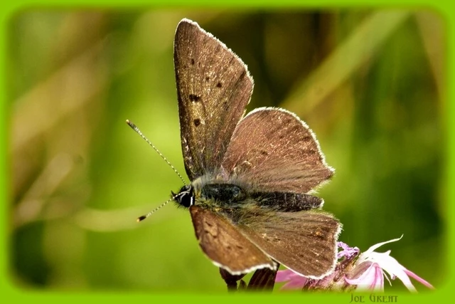 Lycaena tityrus - barna tűzlepke