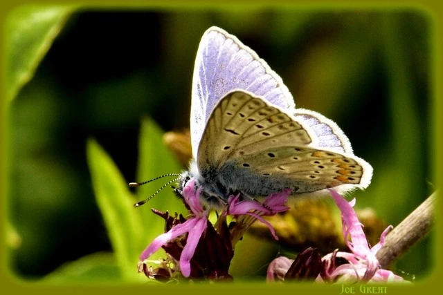 Polyommatus icarus - közönséges boglárka