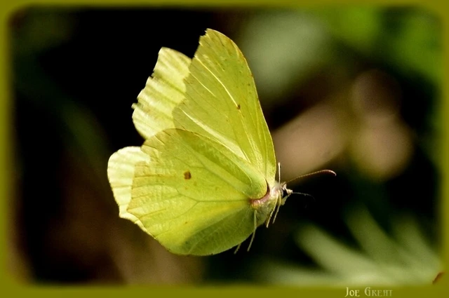 Gonepteryx rhamni - citromlepke