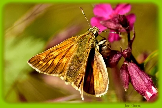 Ochlodes sylvanus - erdei busalepke
