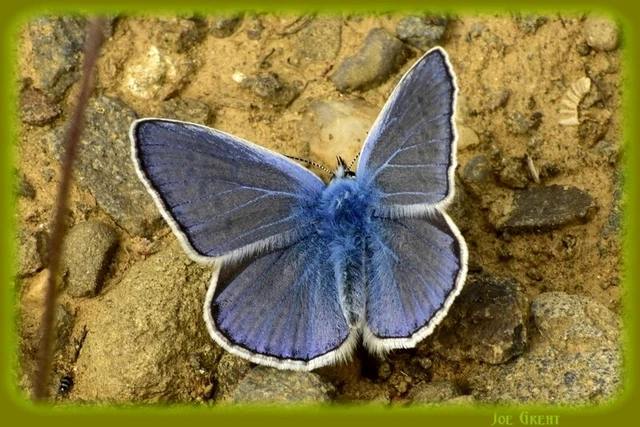 Polyommatus icarus - közönséges boglárka