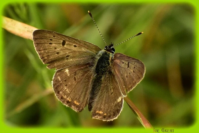 Lycaena tityrus - barna tűzlepke