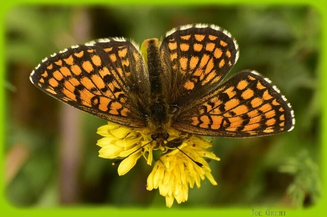 Melitaea athalia - közönséges tarkalepke