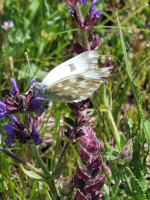 Pontia edusa - rezedalepke
