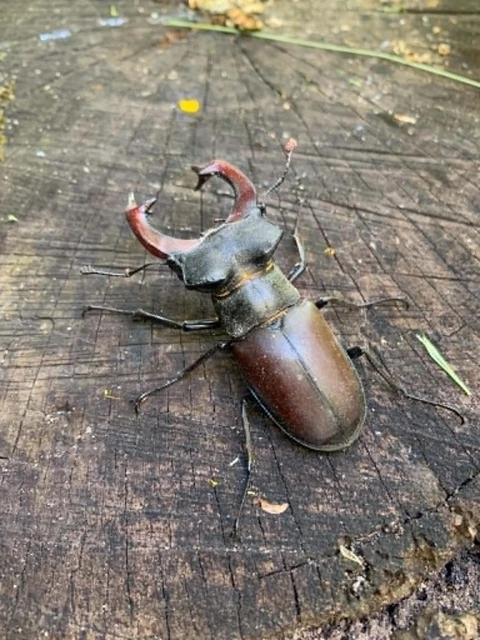 Lucanus cervus - nagy szarvasbogár