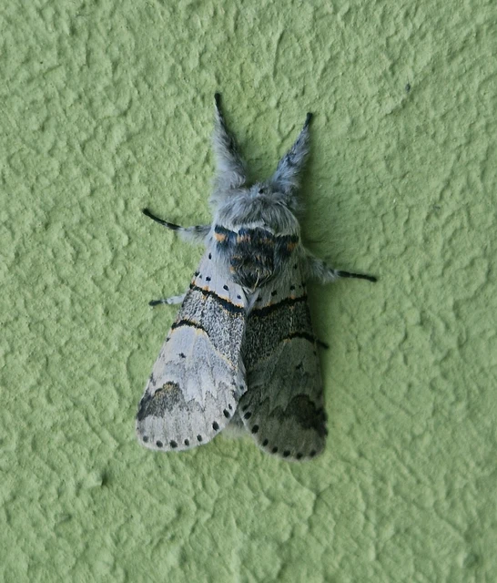 Furcula bifida - kis púposszövő