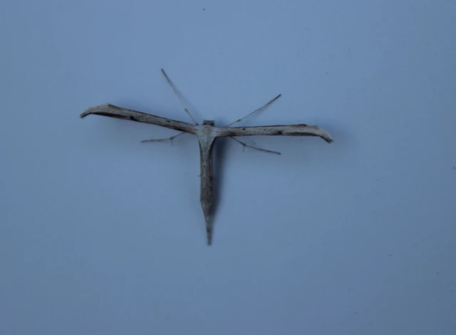Emmelina monodactyla/argoteles