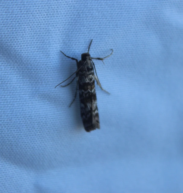Dioryctria