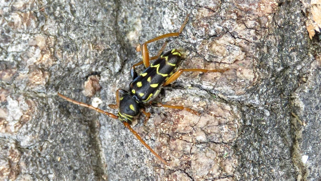 Plagionotus arcuatus - bársonyos darázscincér
