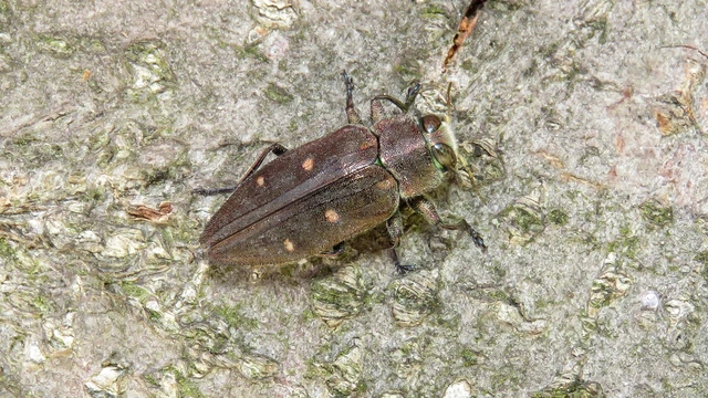 Chrysobothris affinis - aranypettyes díszbogár