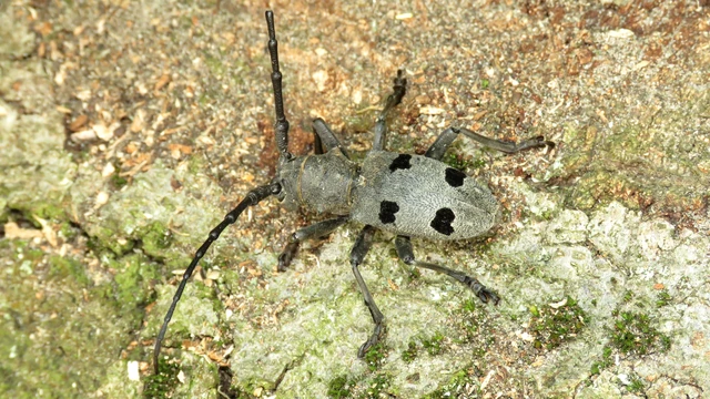 Morimus asper funereus - gyászcincér