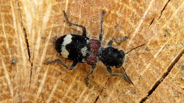 Clerus mutillarius - feketenyakú szúfarkas