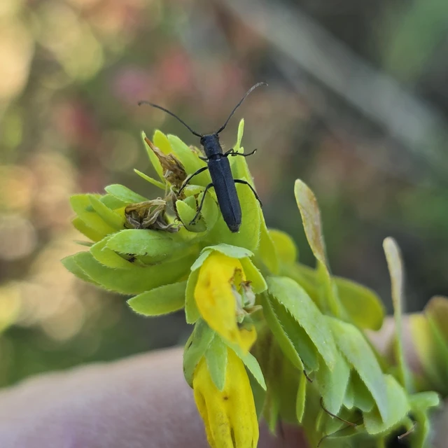 Phytoecia uncinata - szeplőlapucincér