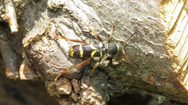 Clytus arietis - közönséges darázscincér