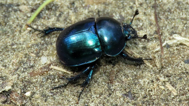 Trypocopris vernalis - tavaszi álganéjtúró