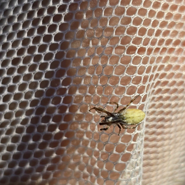 Uloborus walckenaerius - derespók