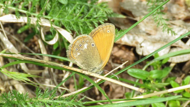Coenonympha glycerion - közönséges szénalepke