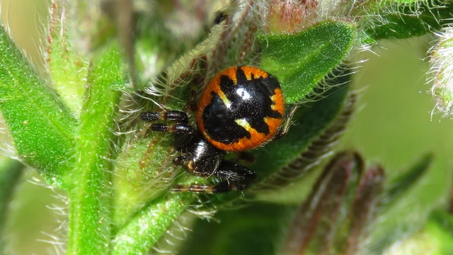 Synema globosum - fekete-sárga karolópók
