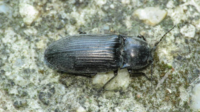 Selatosomus latus - széles pattanó