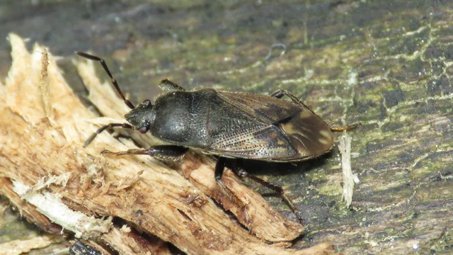 Rhyparochromidae - földibodobácsok