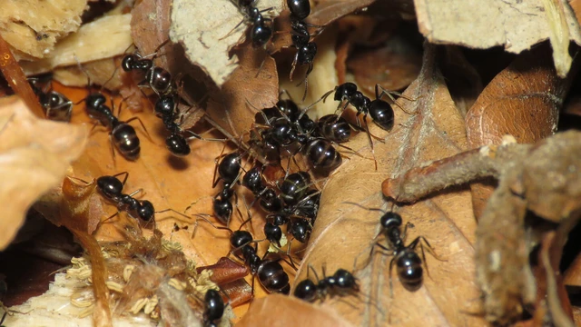 Lasius fuliginosus - kartonépítő fahangya