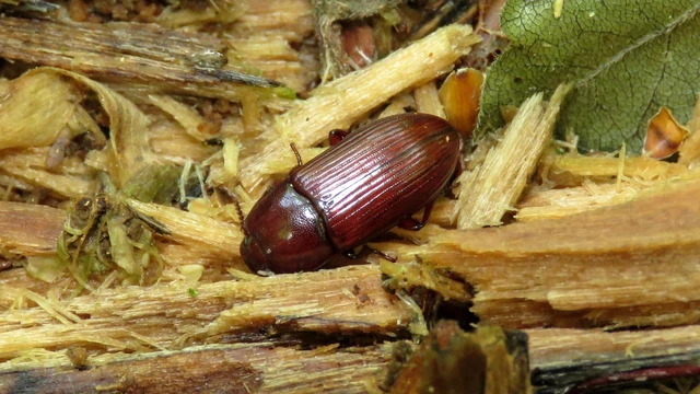 Uloma