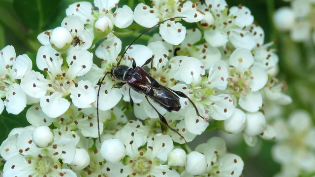Molorchus minor - kis légycincér