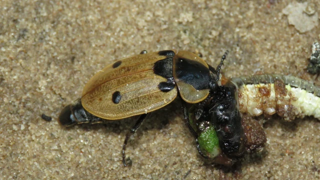 Dendroxena quadrimaculata - négypettyes dögbogár