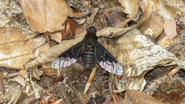 Hemipenthes morio - közönséges gyászlégy