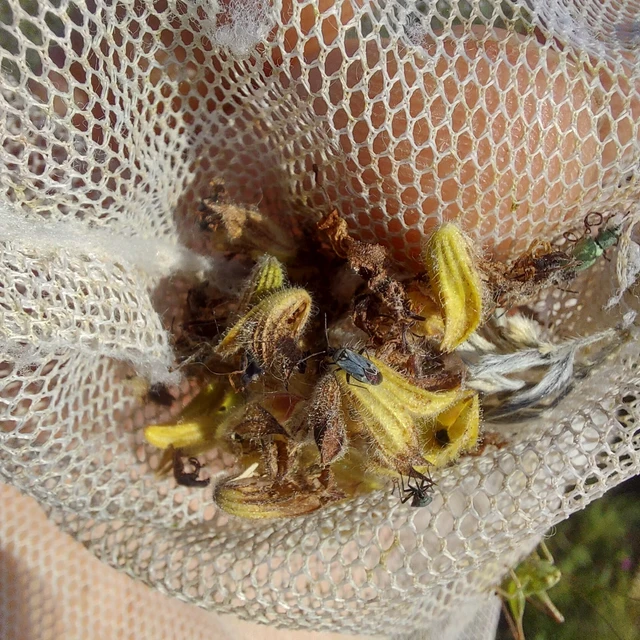 Macrotylus herrichi - zsálya-mezeipoloska