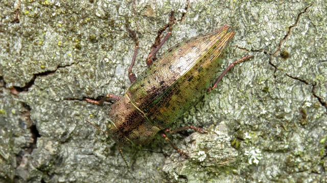 Dicerca berolinensis - bükkfa-díszbogár