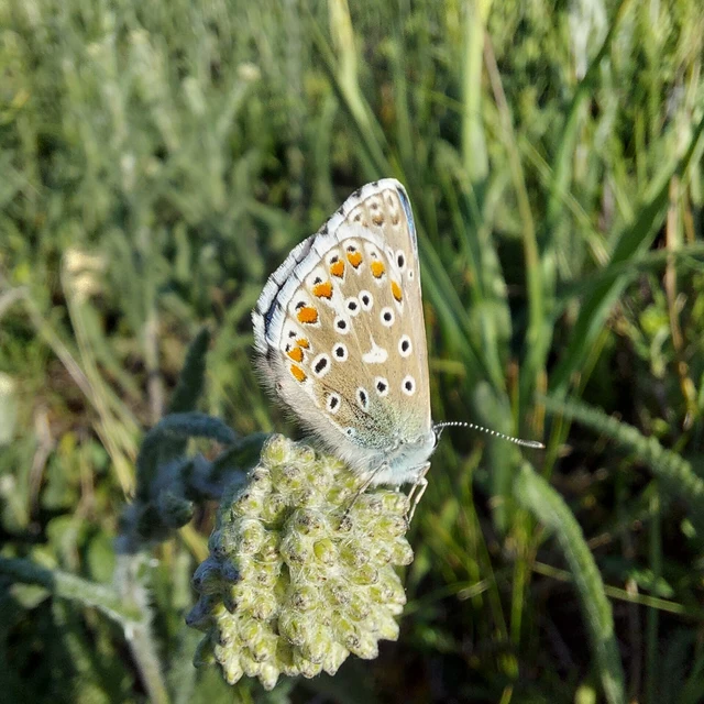 Polyommatus bellargus - égszínű boglárka