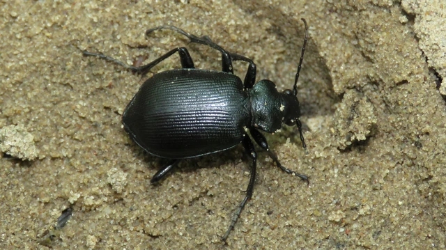Calosoma inquisitor - kis bábrabló