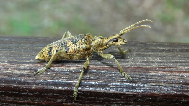Rhagium sycophanta - tölgyes-tövisescincér