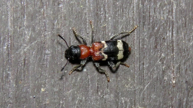 Thanasimus formicarius - vörösnyakú szúfarkas
