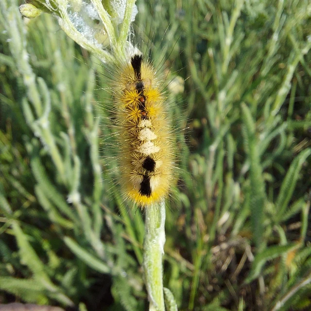 Gynaephora fascelina - vesszős szövő