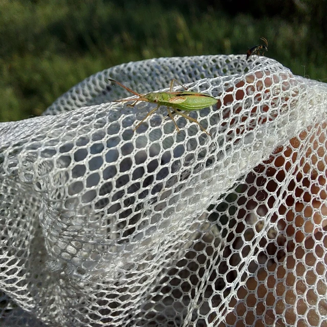 Myrmus miriformis - kurtaszárnyú karimáspoloska