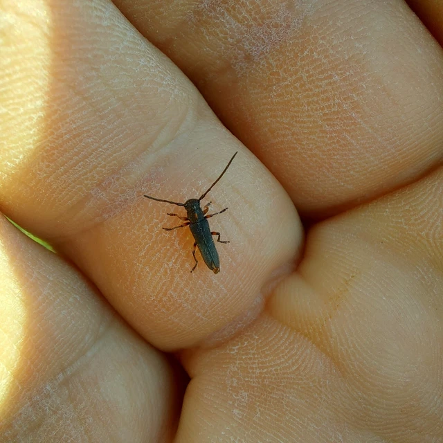 Phytoecia pustulata - parányi fűcincér