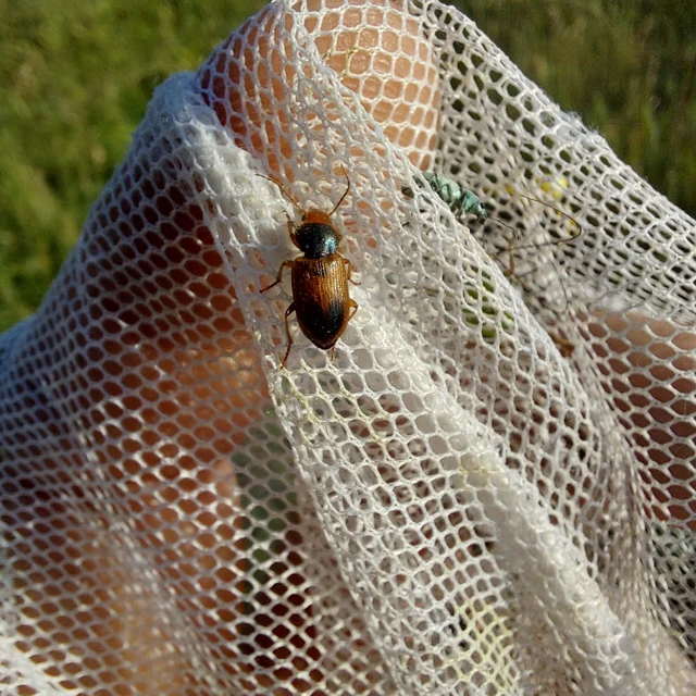 Diachromus germanus - német tarkafutó