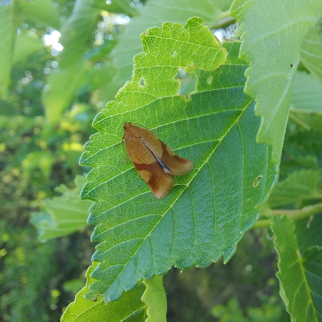 Aphelia ferugana - okkersárga sodrómoly