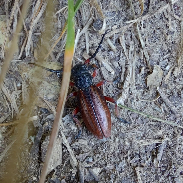 Dorcadion fulvum - barna gyalogcincér