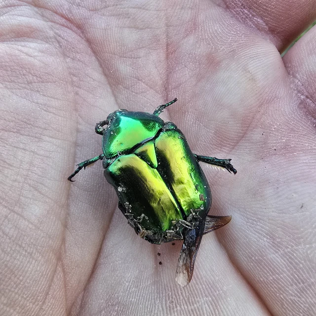 Protaetia speciosissima - pompás virágbogár