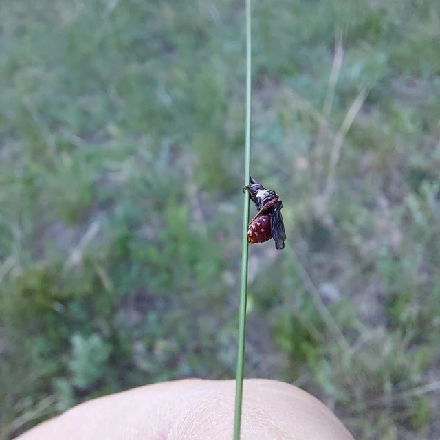 Apidae - méhfélék