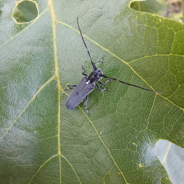 Stenostola ferrea - ólomszürke hársfacincér